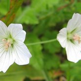 Geranium incanum